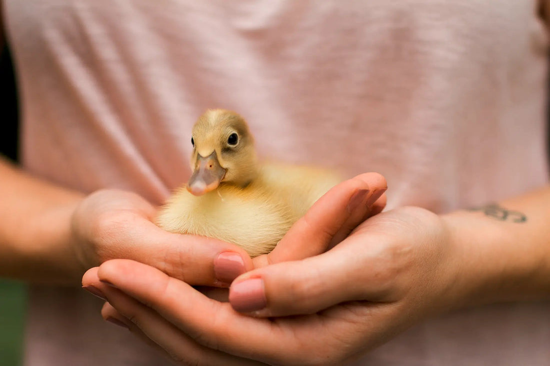 Pourquoi choisir une literie vegan ? - LuckyDuck